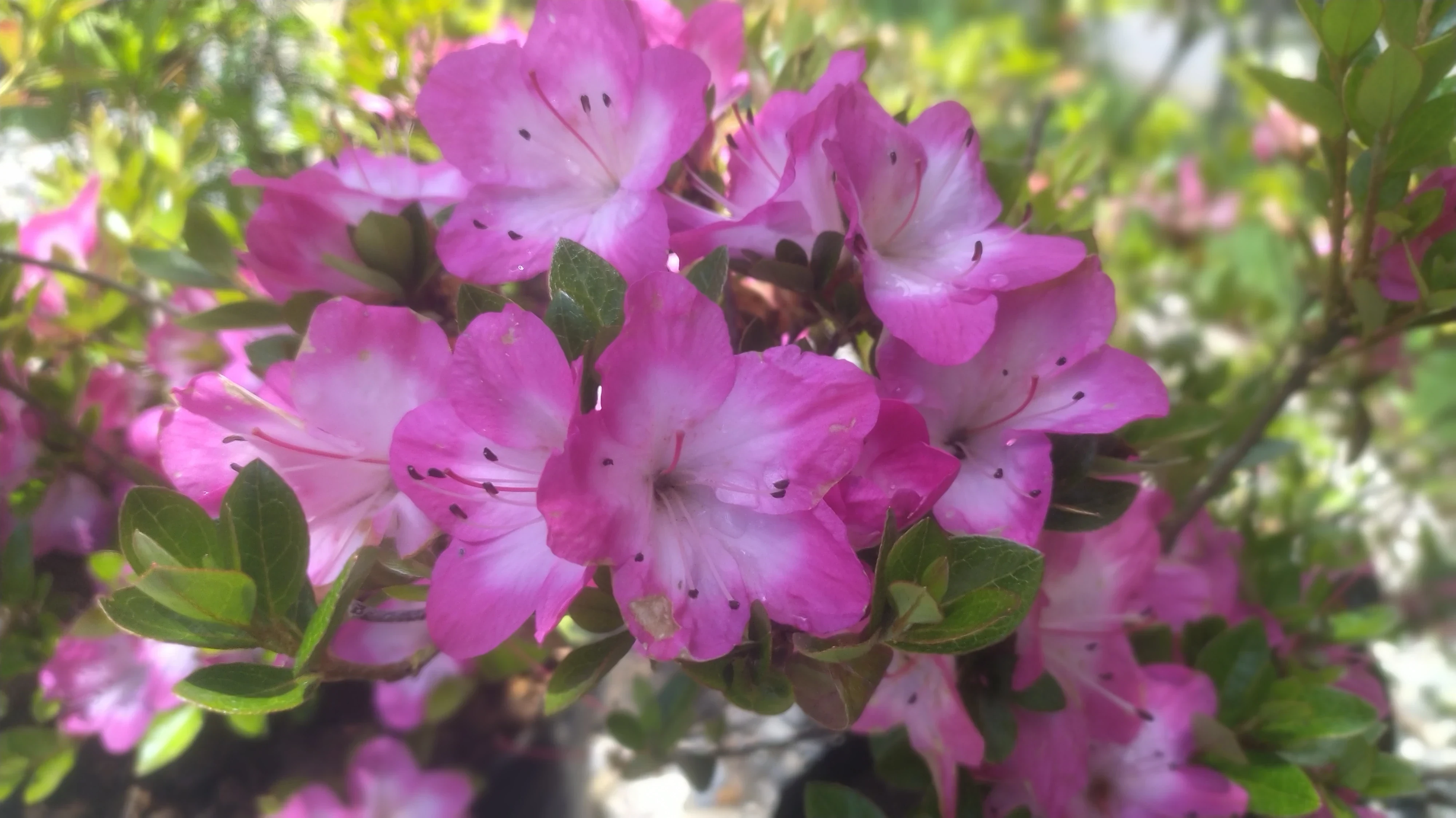 Azalea Geisha Girl