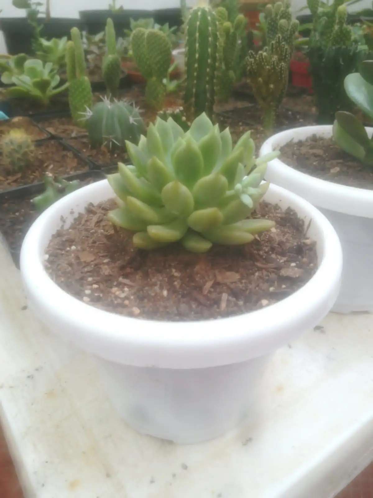 Echevería elegans  2