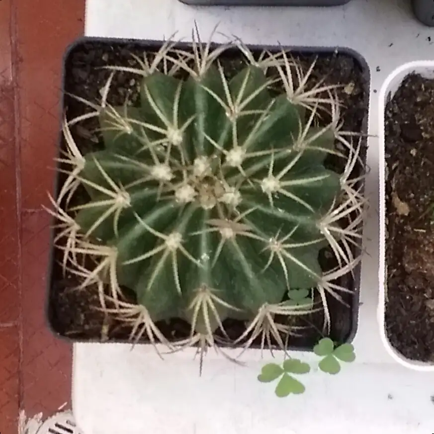 Melocactus neryi