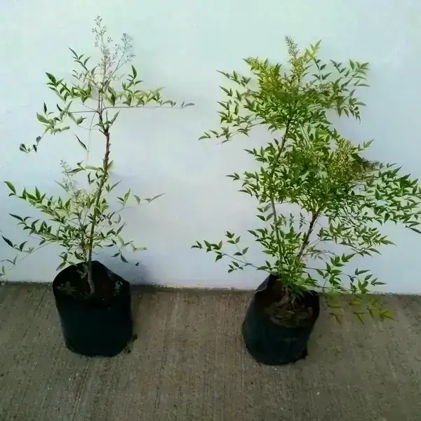 Nandina o Bambú Sagrado 2