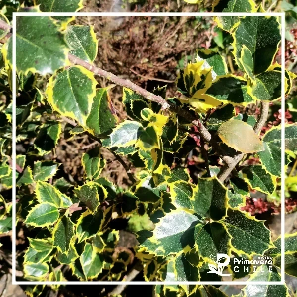 Muérdago Variegado