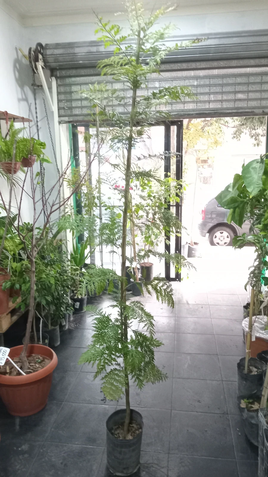 Roble Sedoso Arbol 3