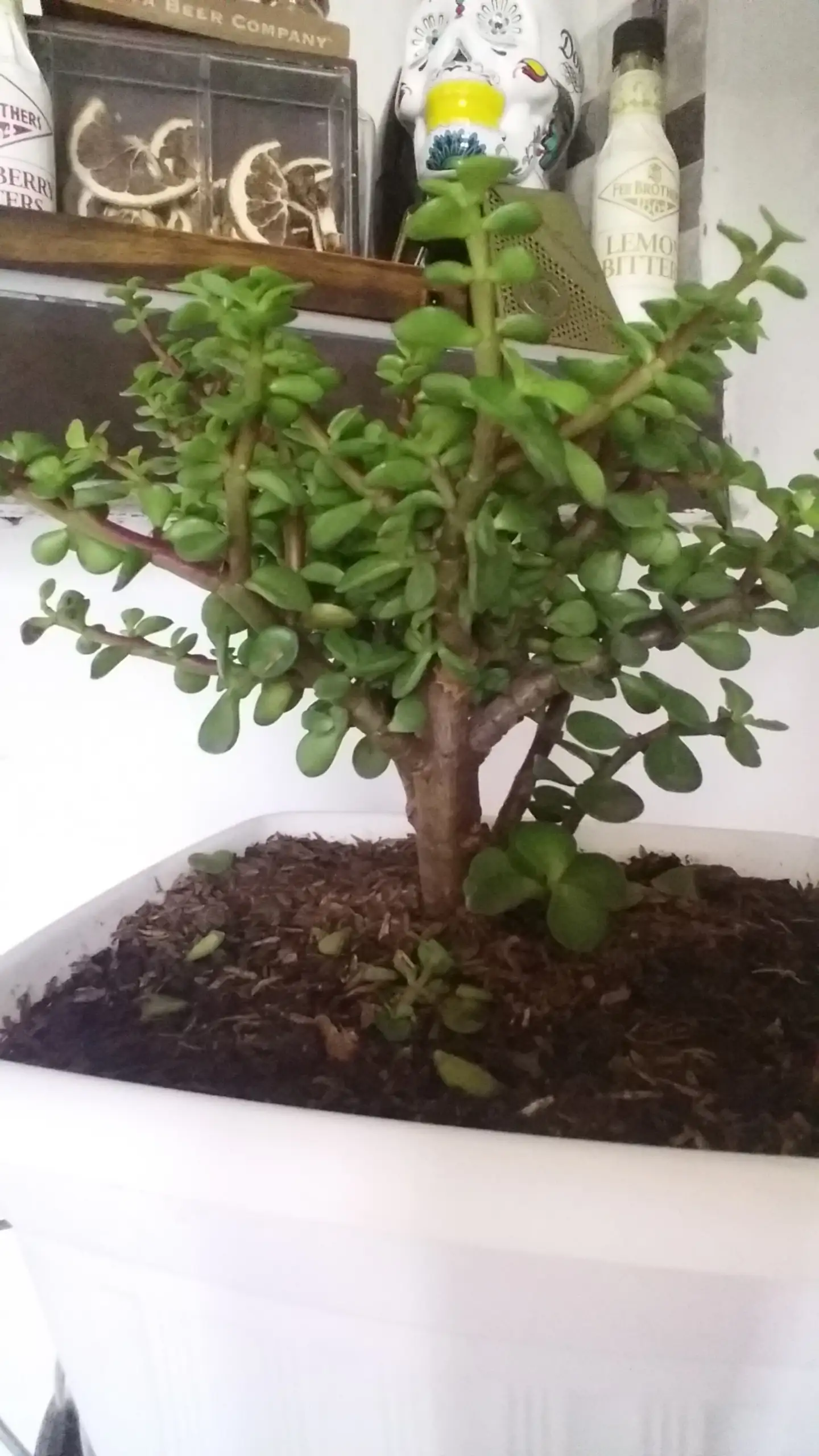 Bonsái Arbol de jade