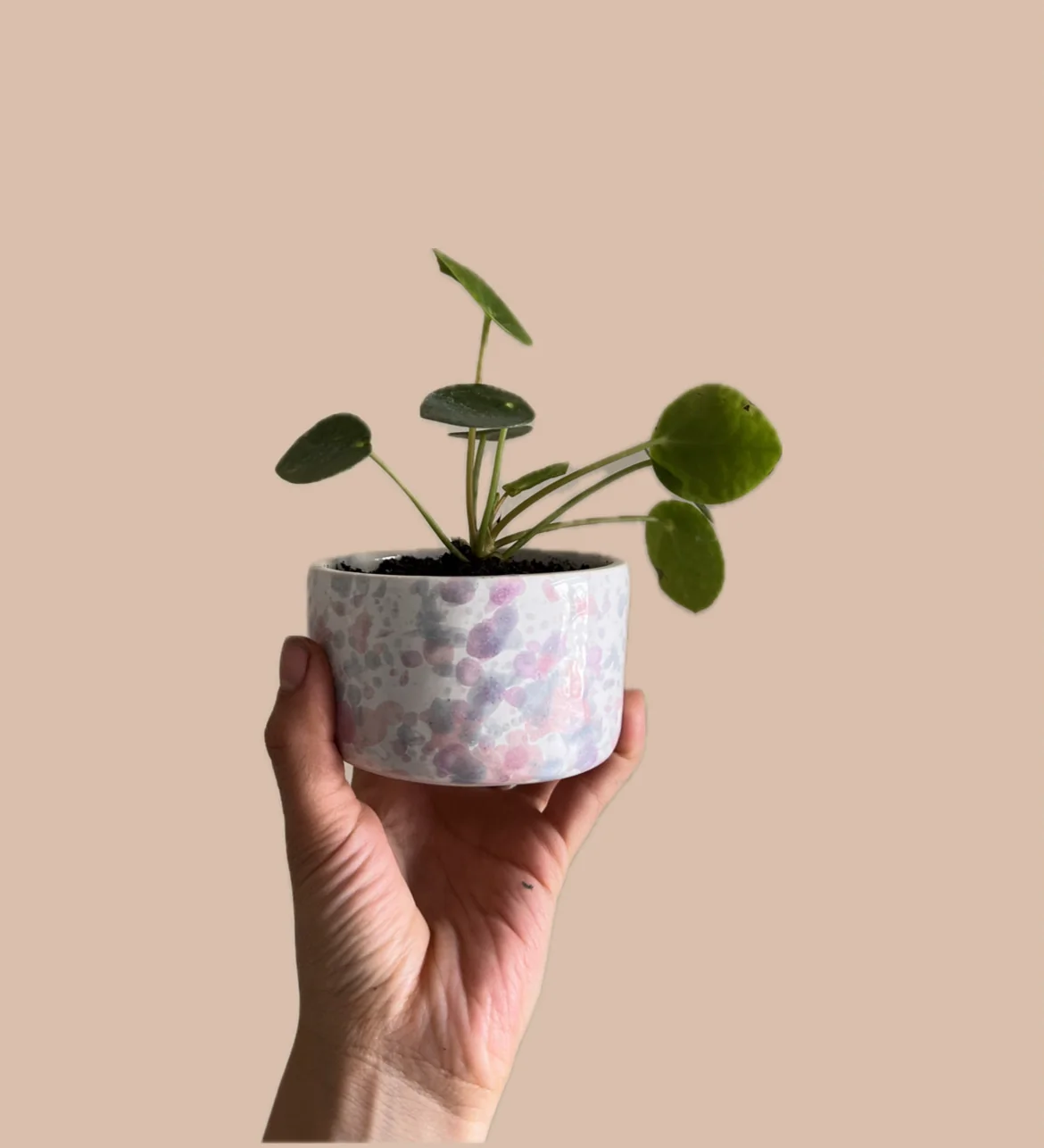 MINI PILEA EN MACETA CERÁMICA 