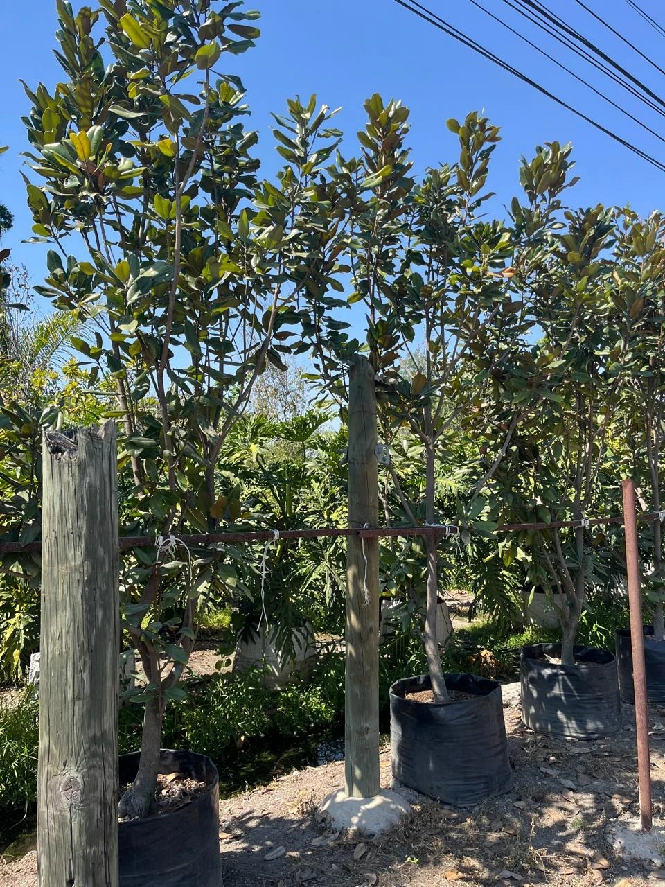 Magnolia 3"  3