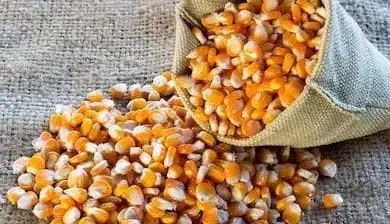 MAIZ QUINTAL
