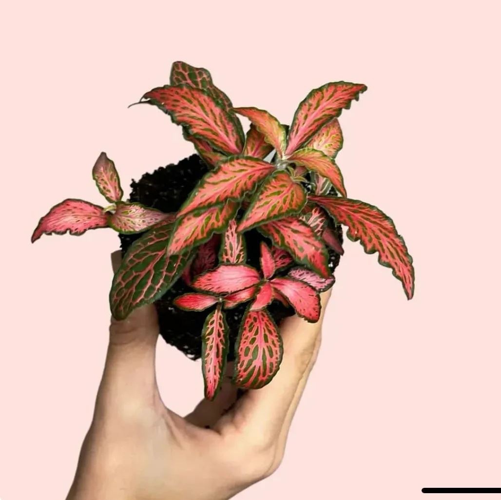 FITTONIA DARK PINK 2