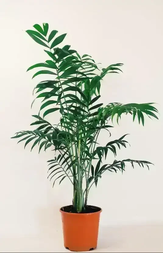 Palmera Chamaedorea