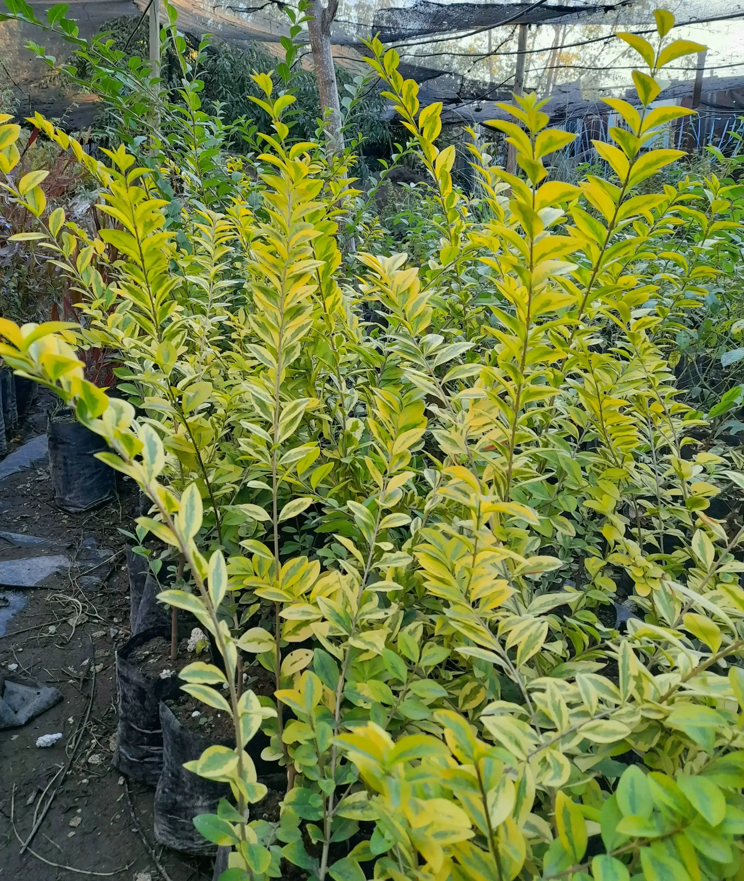 Ligustrina variegada 2