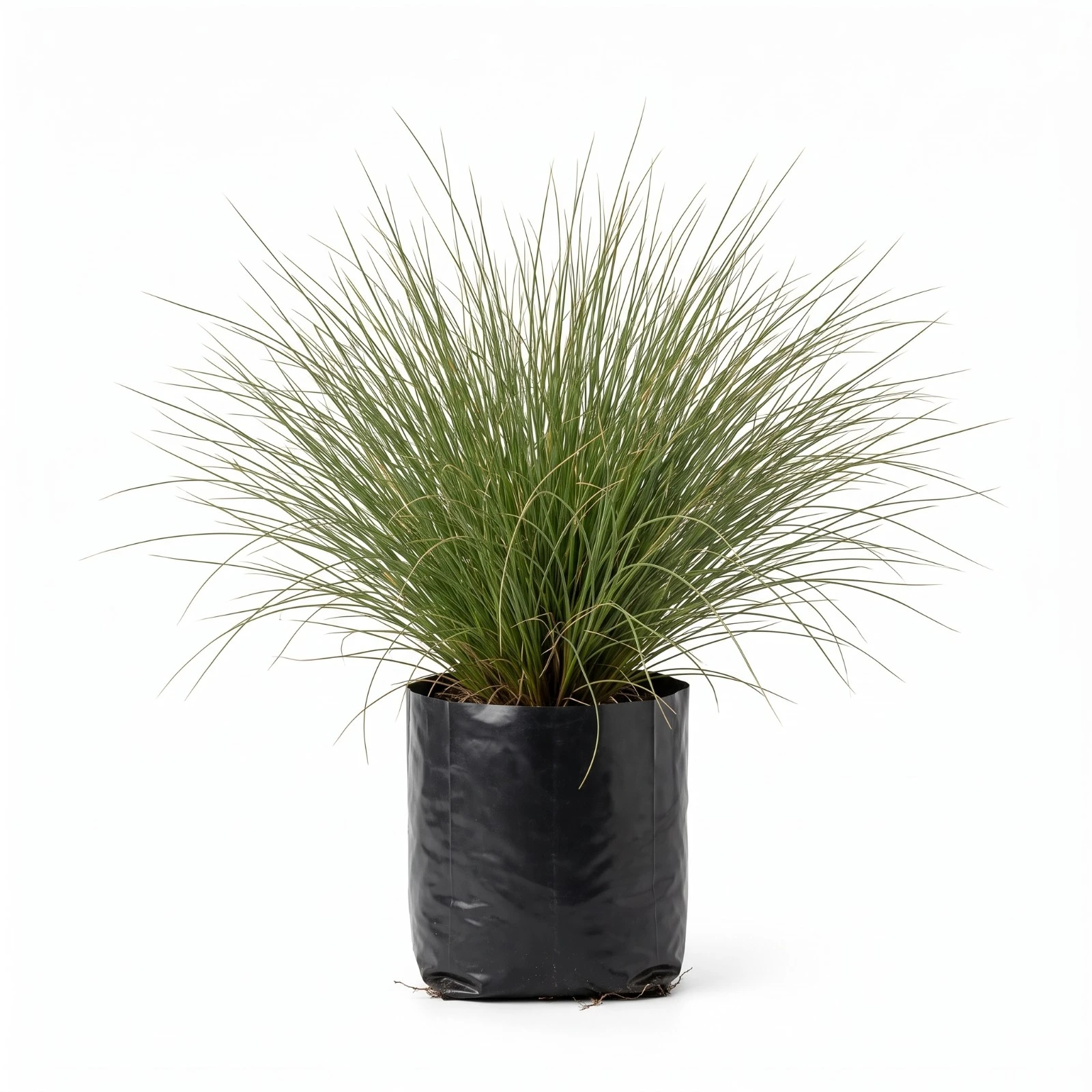 Carex Amazon