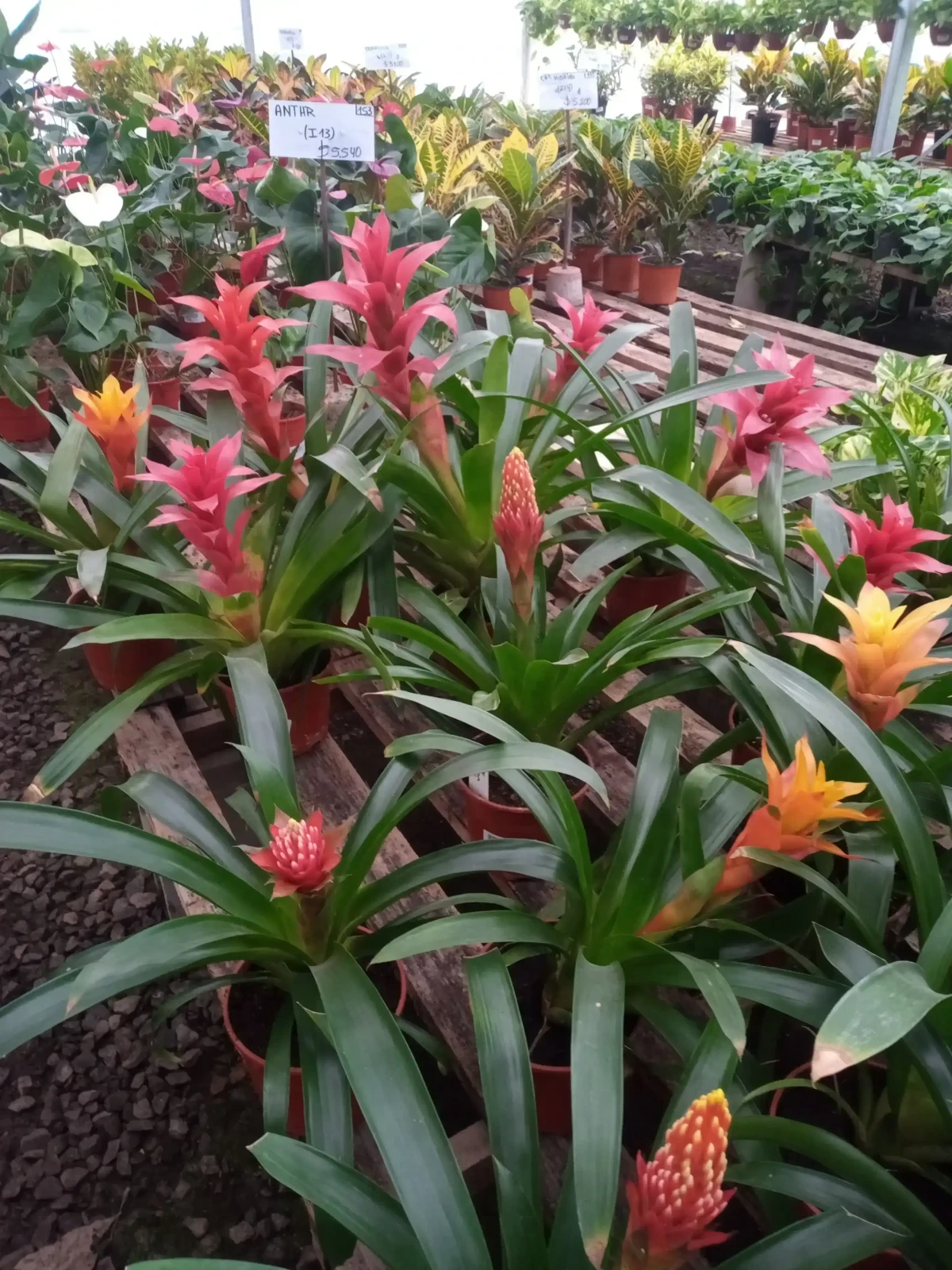 Guzmania 2