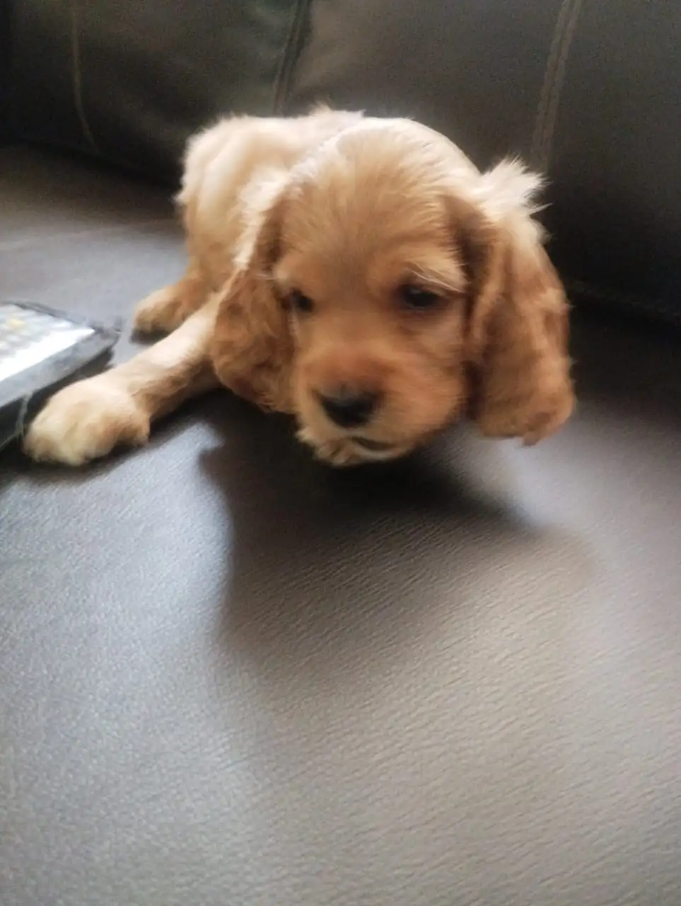 Cocker Spaniel  2