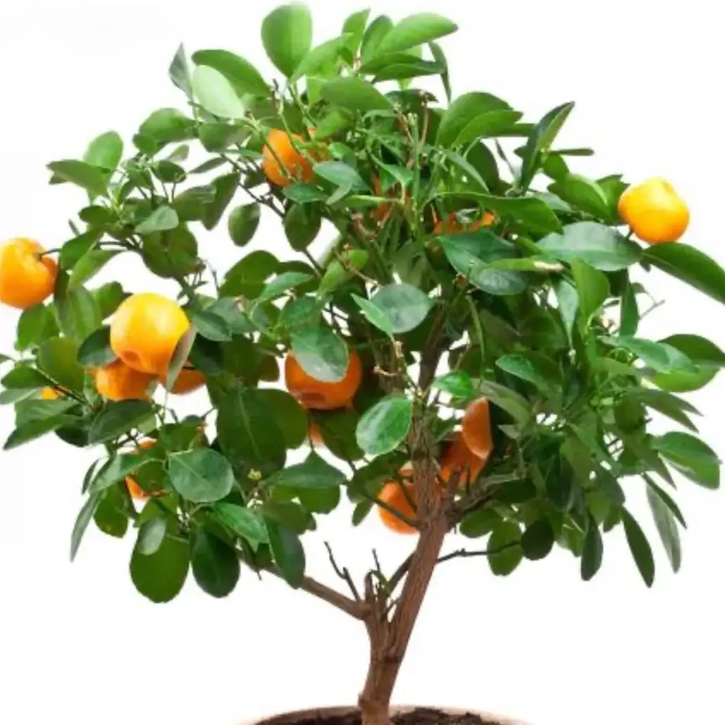 MANDARINA CHAPARRA