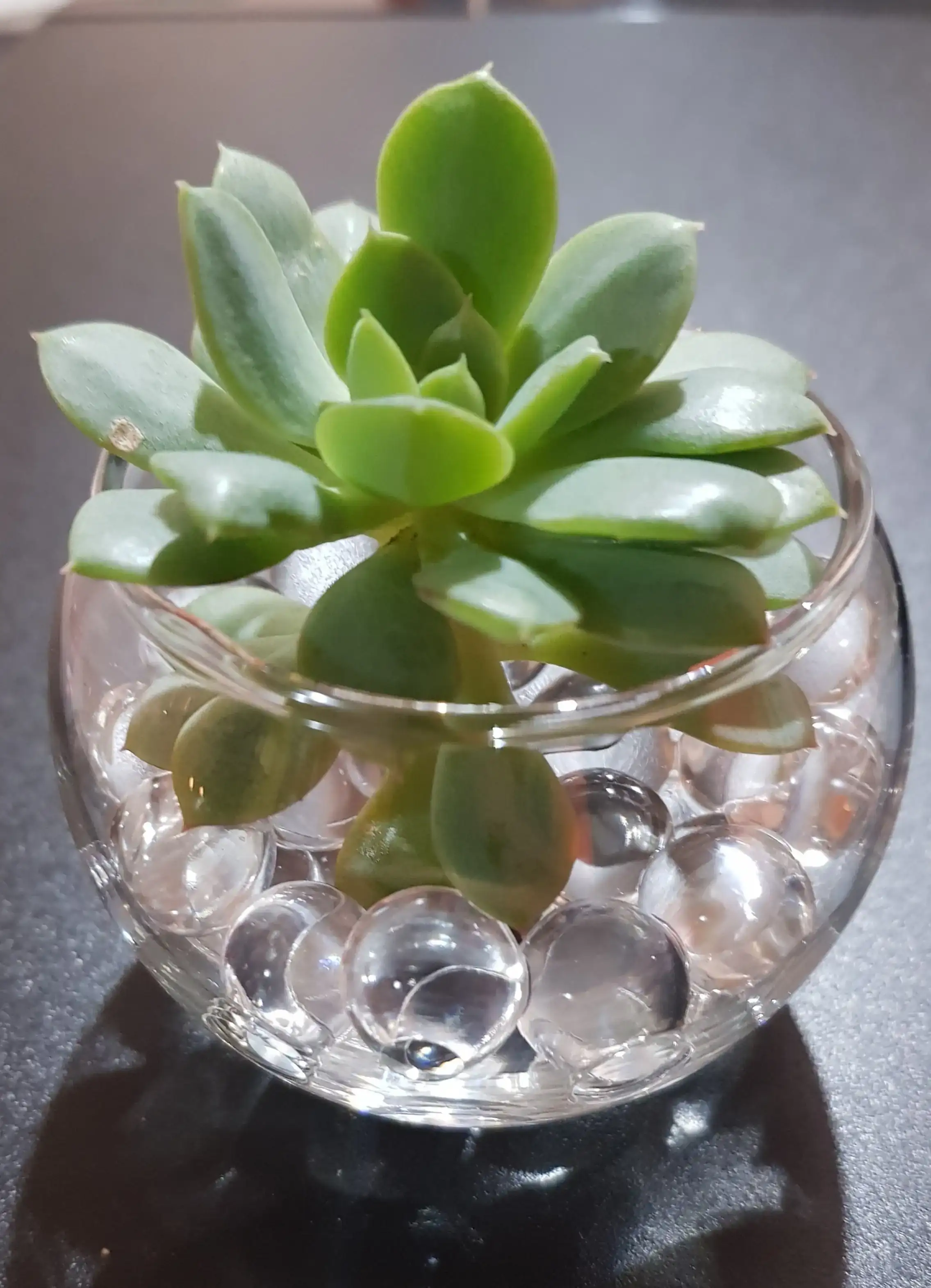 Suculenta en Gel 