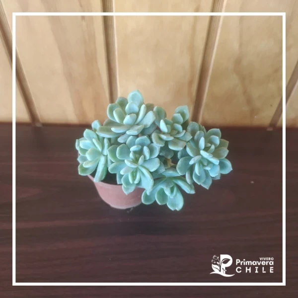 Sedum