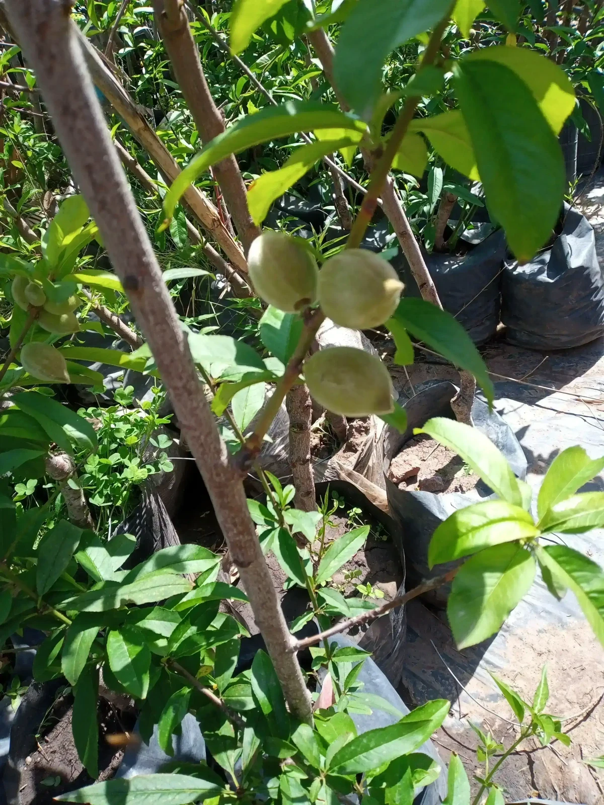 Durazno Amarillo 3