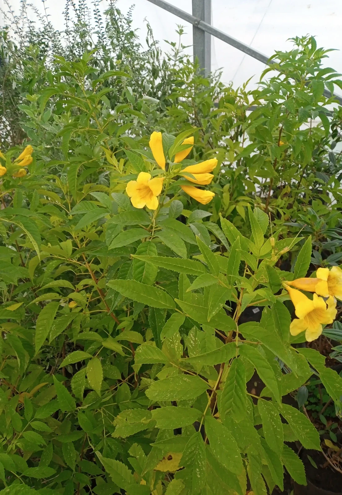 Guaran lapachillo amarillo  2
