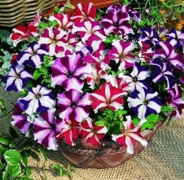 Semillas Petunia Estrellada Enana