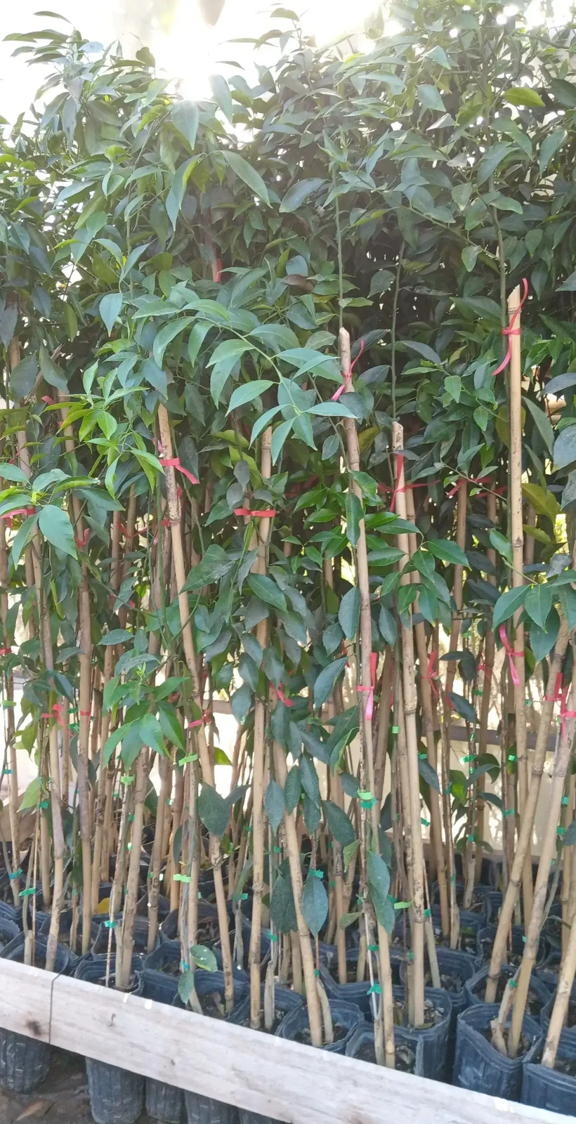 Naranja Sanguínea  2