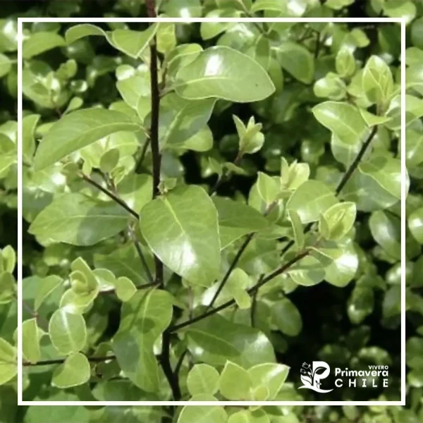 Pittosporum Nigricans Bol N20