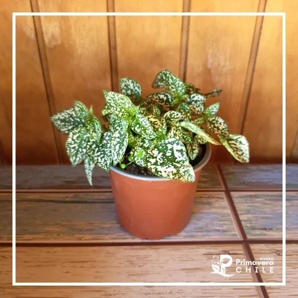 Hypoestes