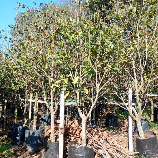 Arboles talla 3"