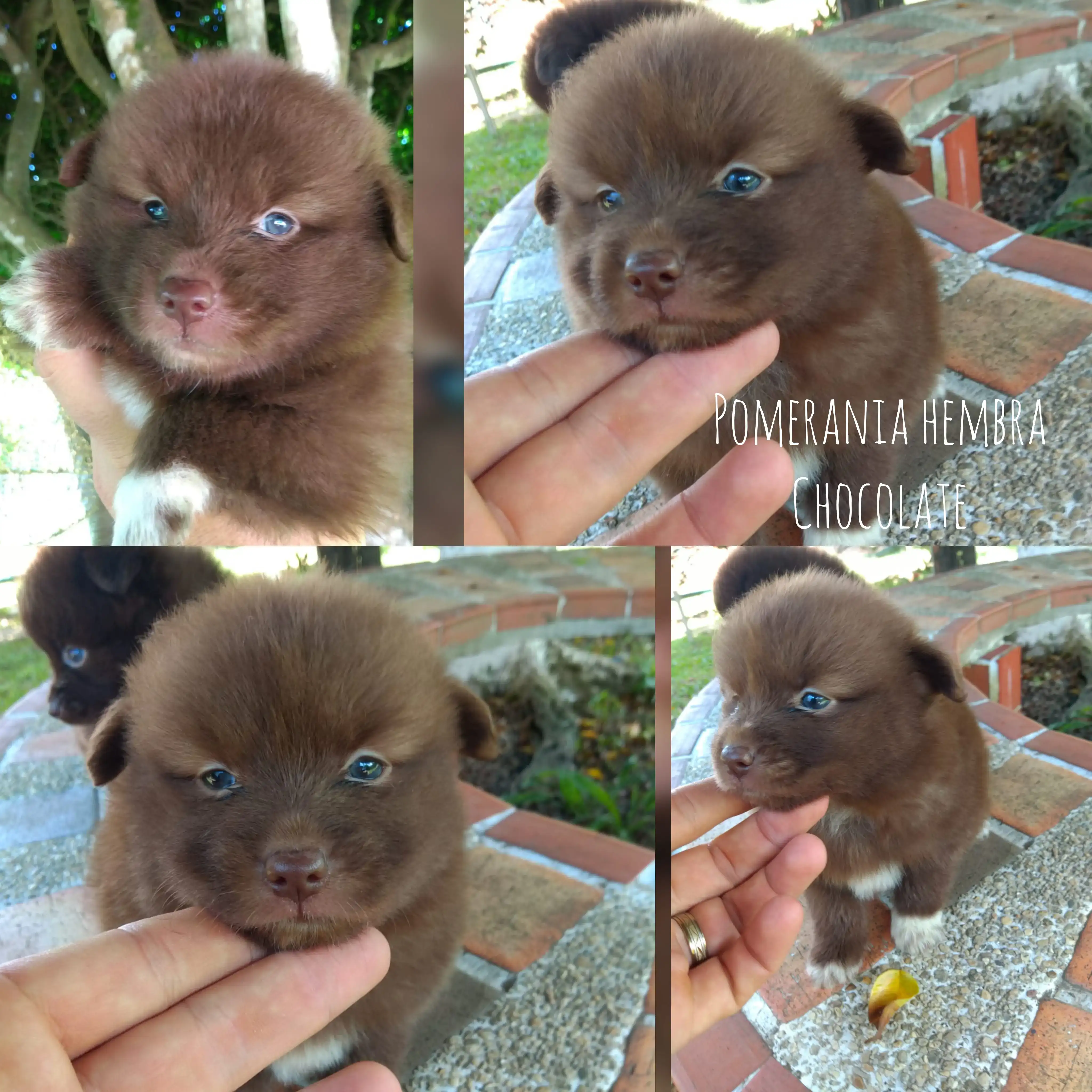 Pomsky Hembra 🎀