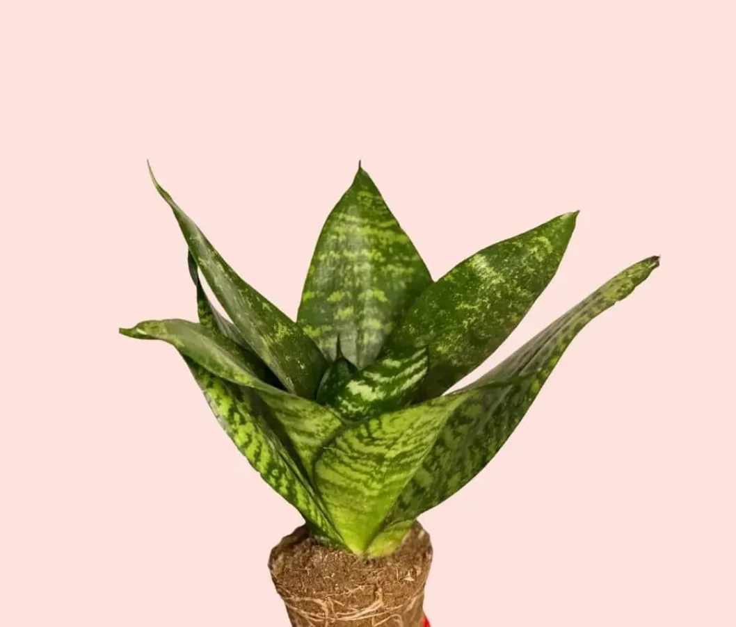SANSEVIERIA GREEN STAR 2
