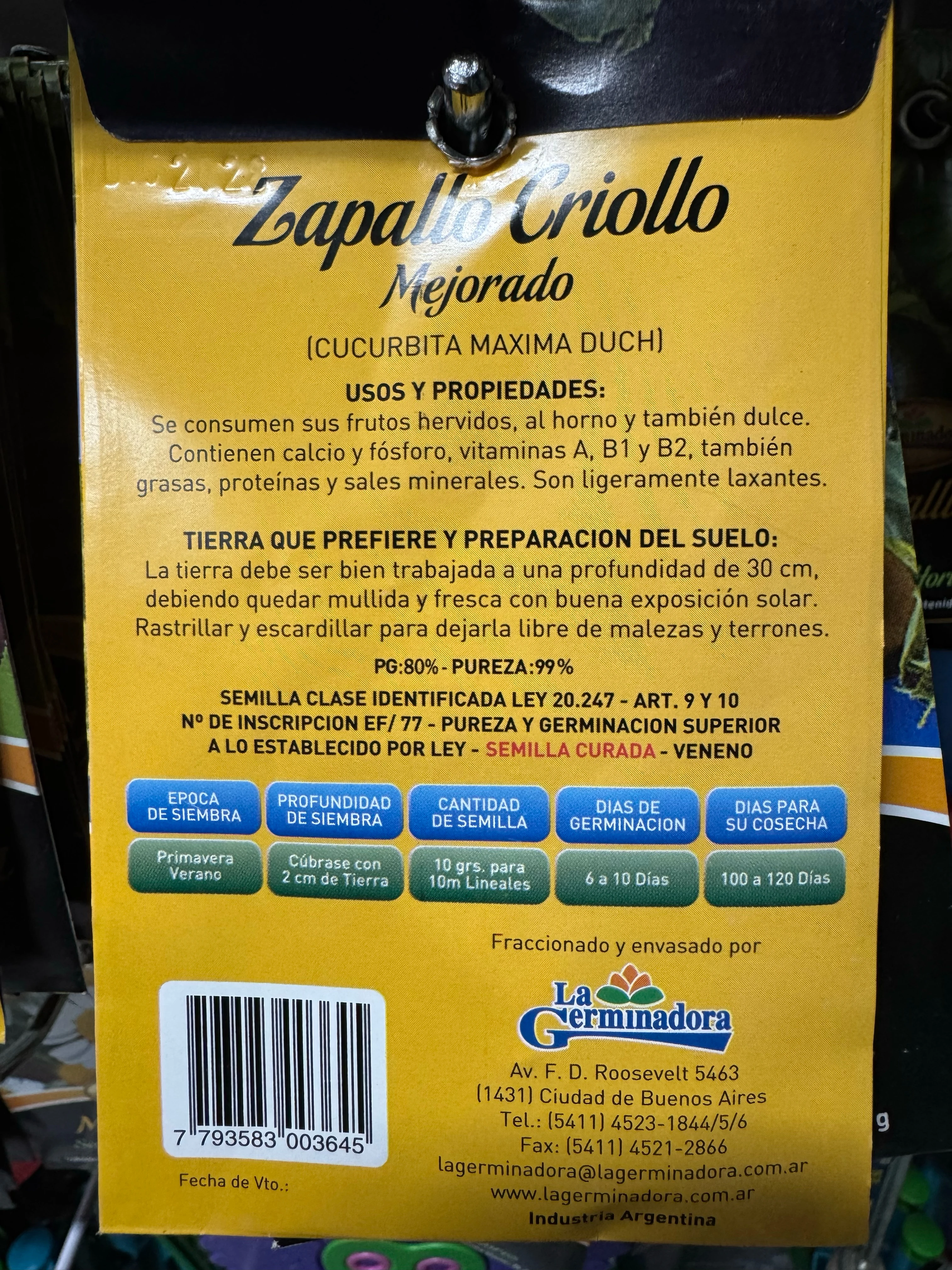 Zapallo criollo  2