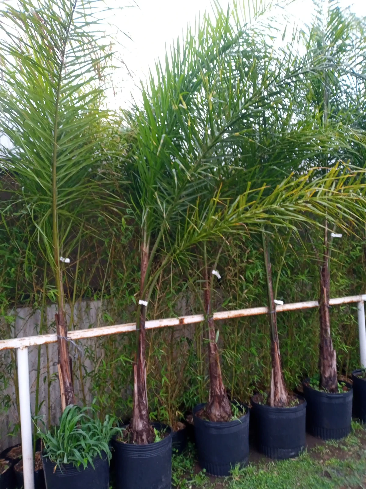 Palmera pindo 2