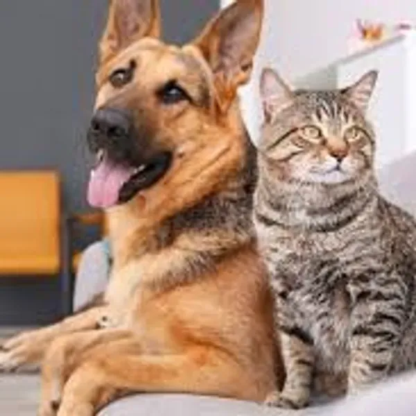 PERROS Y GATOS