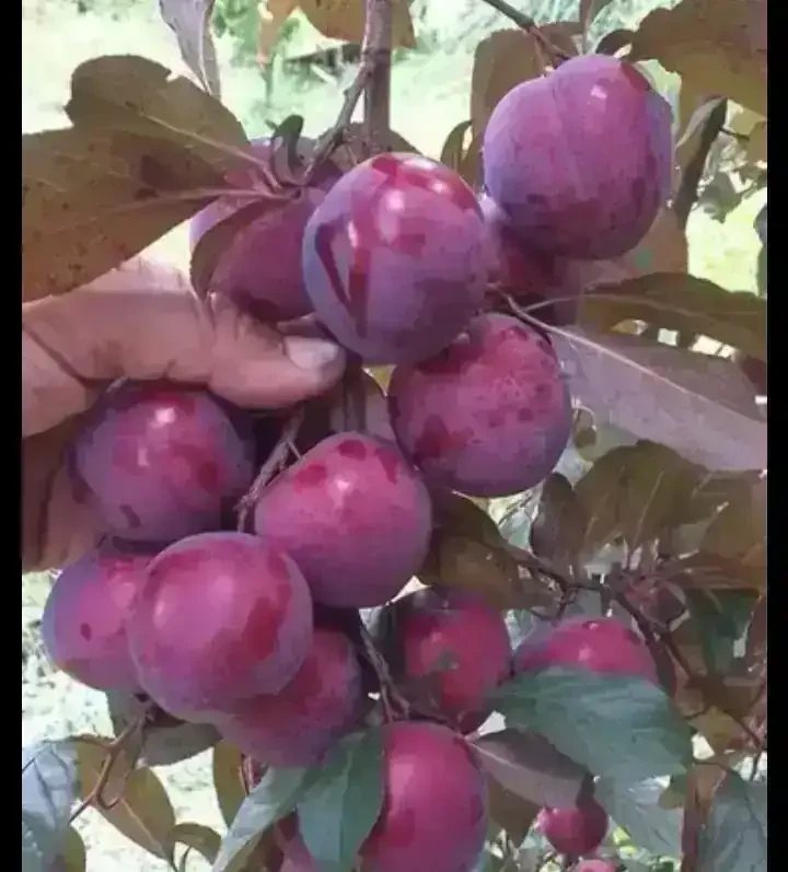 Ciruela Genovesa árbol grande