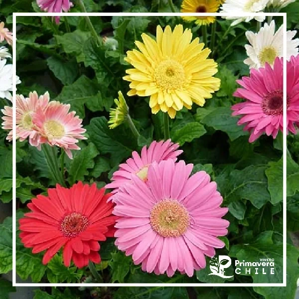 Semillas Gerbera Jamesonni