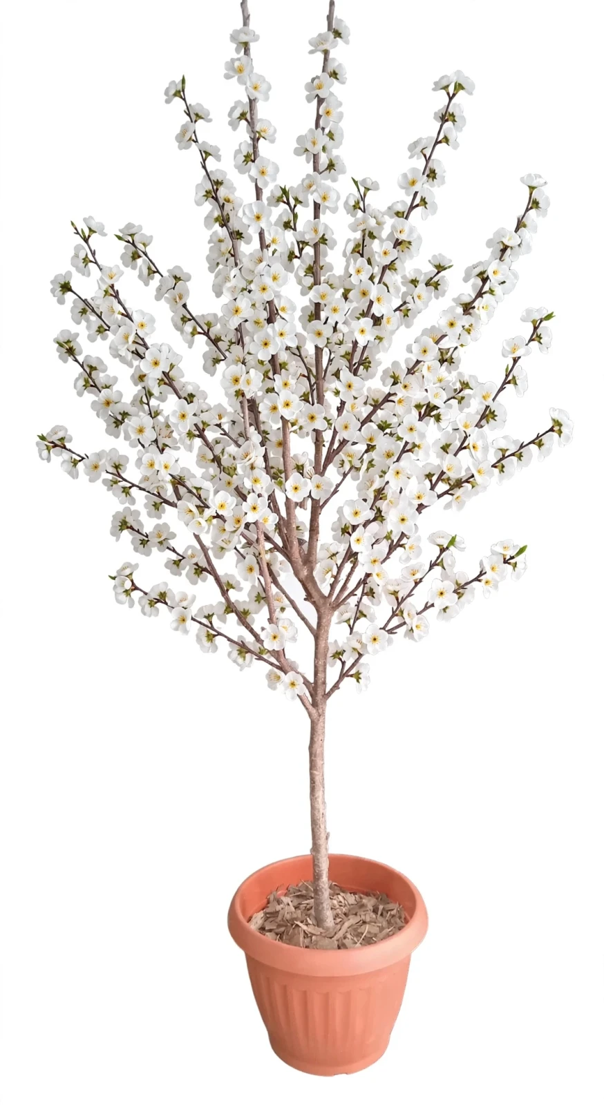 Cerezo Arbol Grande
