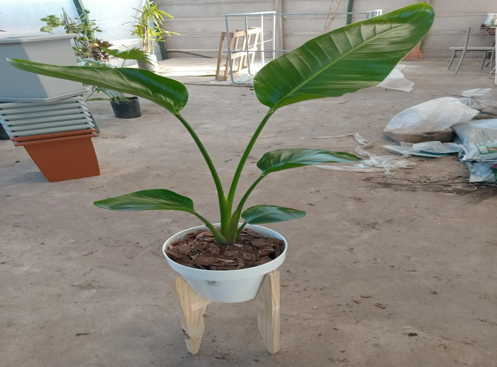 Strelitzia Nicolai 120cm c/Maceta 2