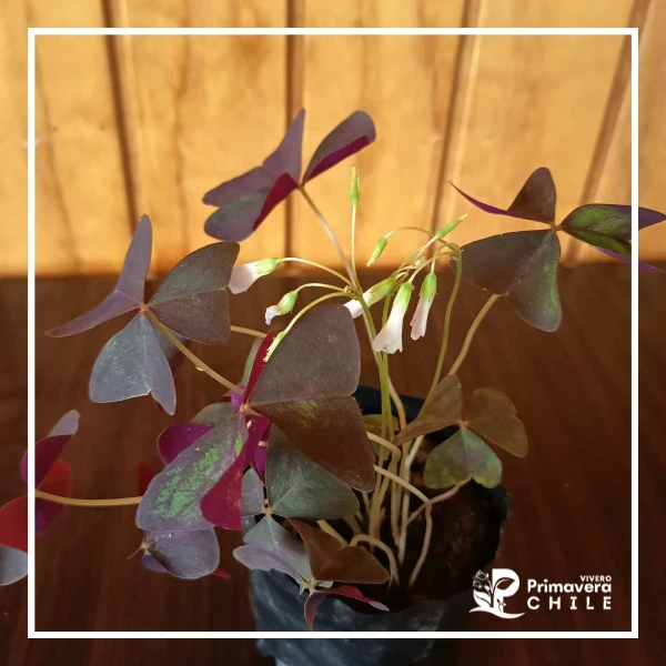 Trebol Morado Triangular - Oxalis triangularis