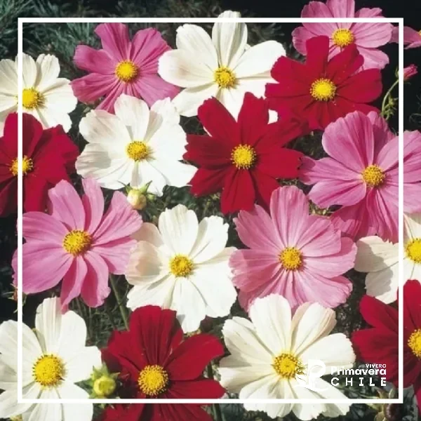 Semillas Cosmos Sensación