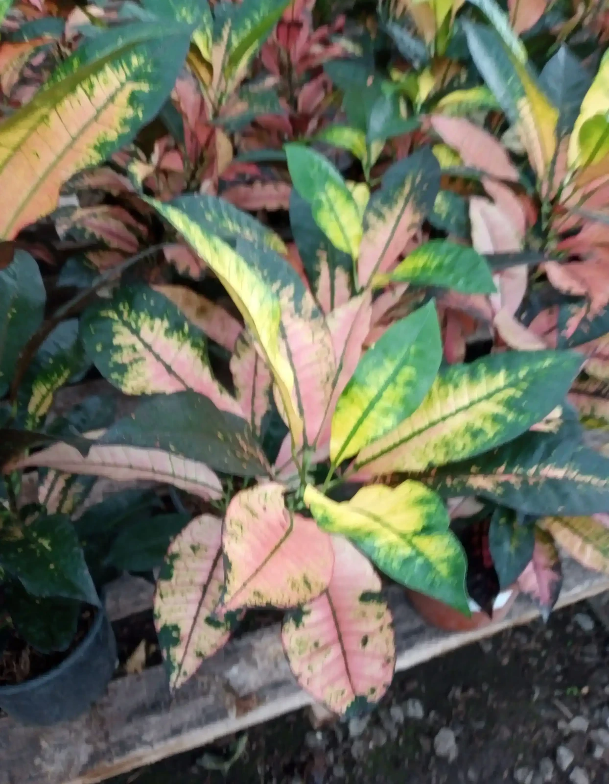 Croton Monalisa  4