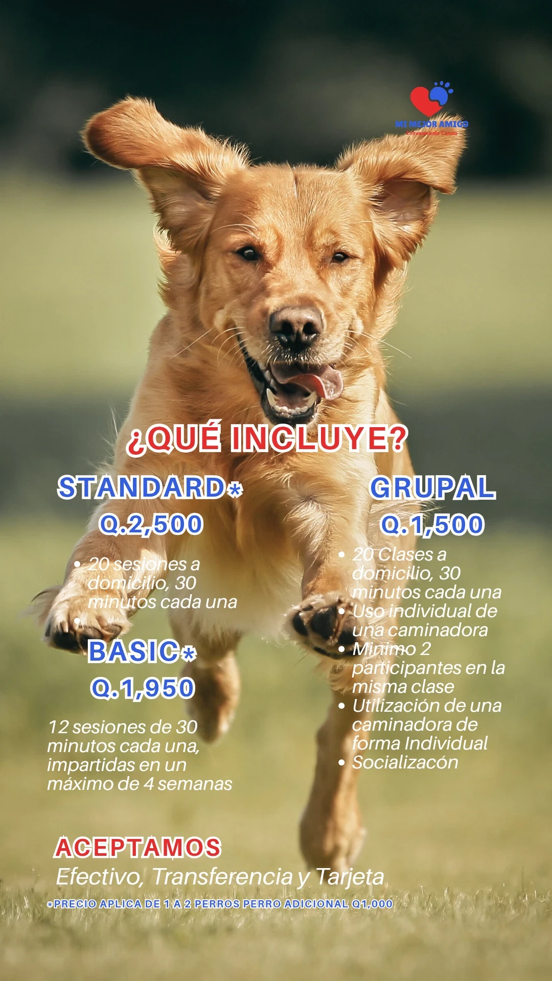 DOG GYM  6