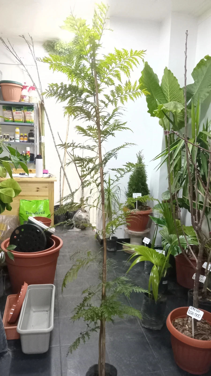 Roble Sedoso Arbol 2