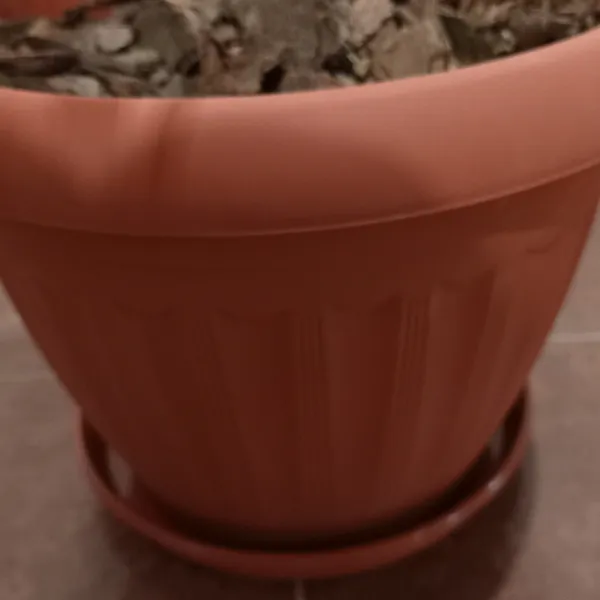 Plantas en Maceta