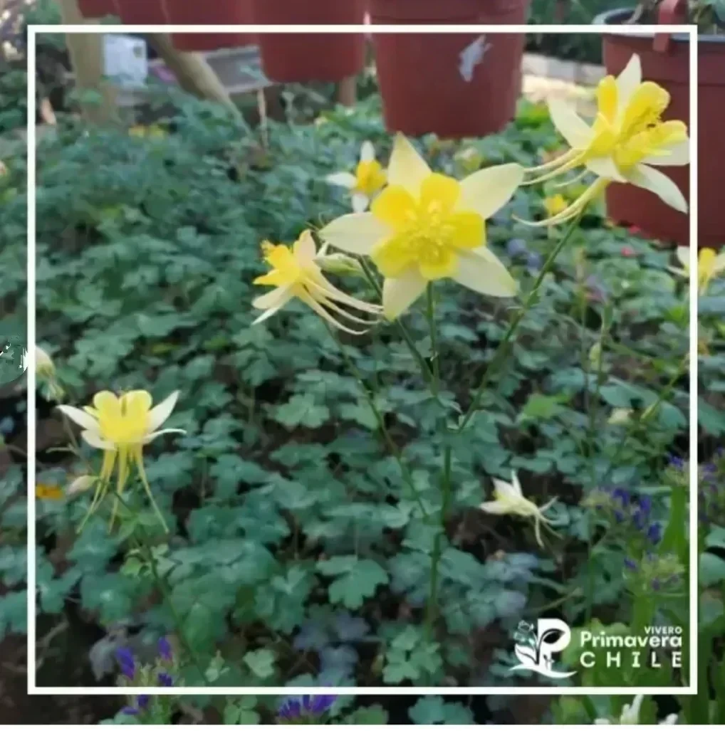 Aquilegia Mackana'S 2
