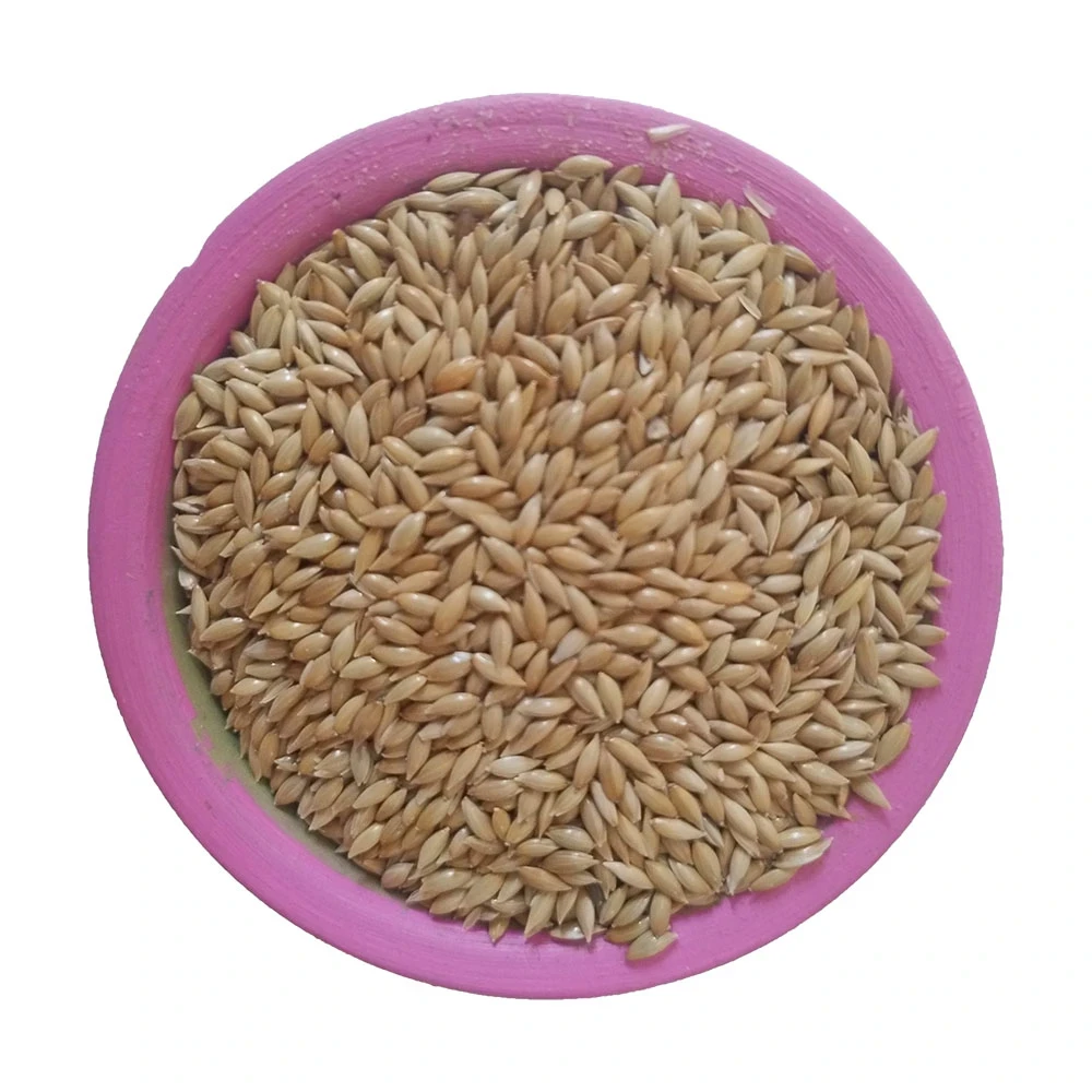 Semillas de Alpiste 1 Kg Saa-31 2