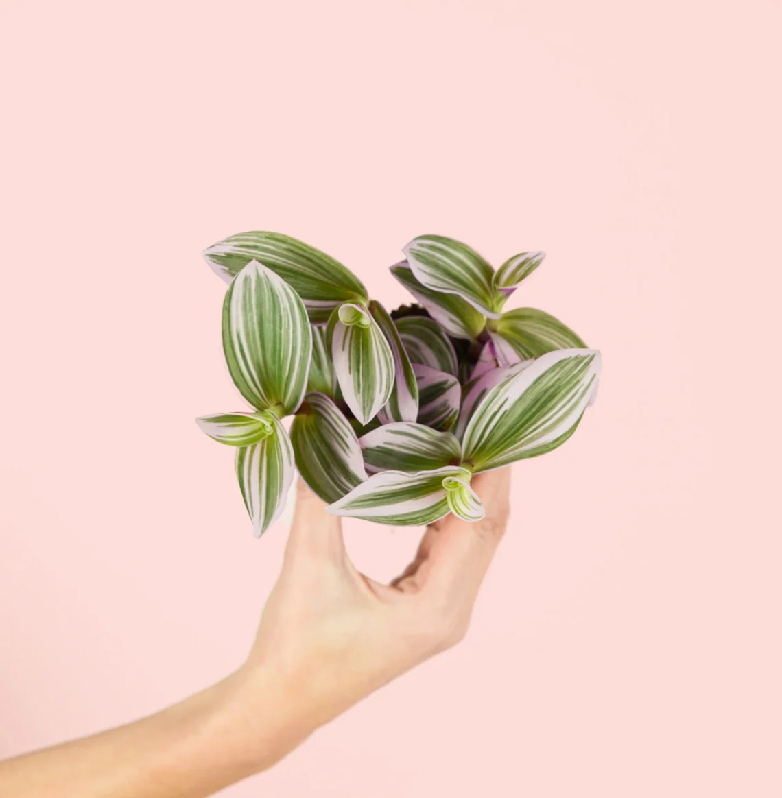 TRADESCANTIA NANOUK