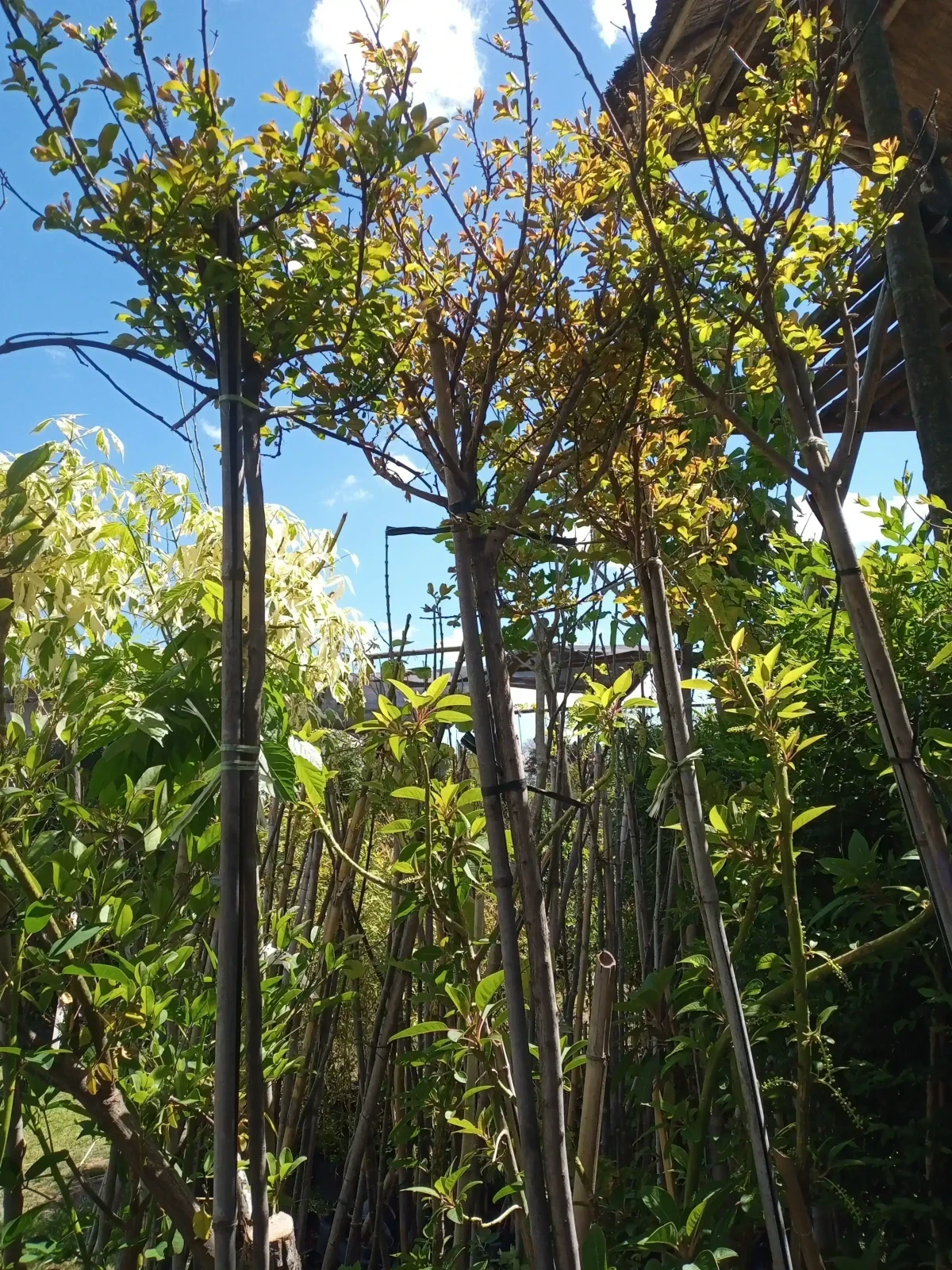 Crespon/Lagerstroemia Blanco  2