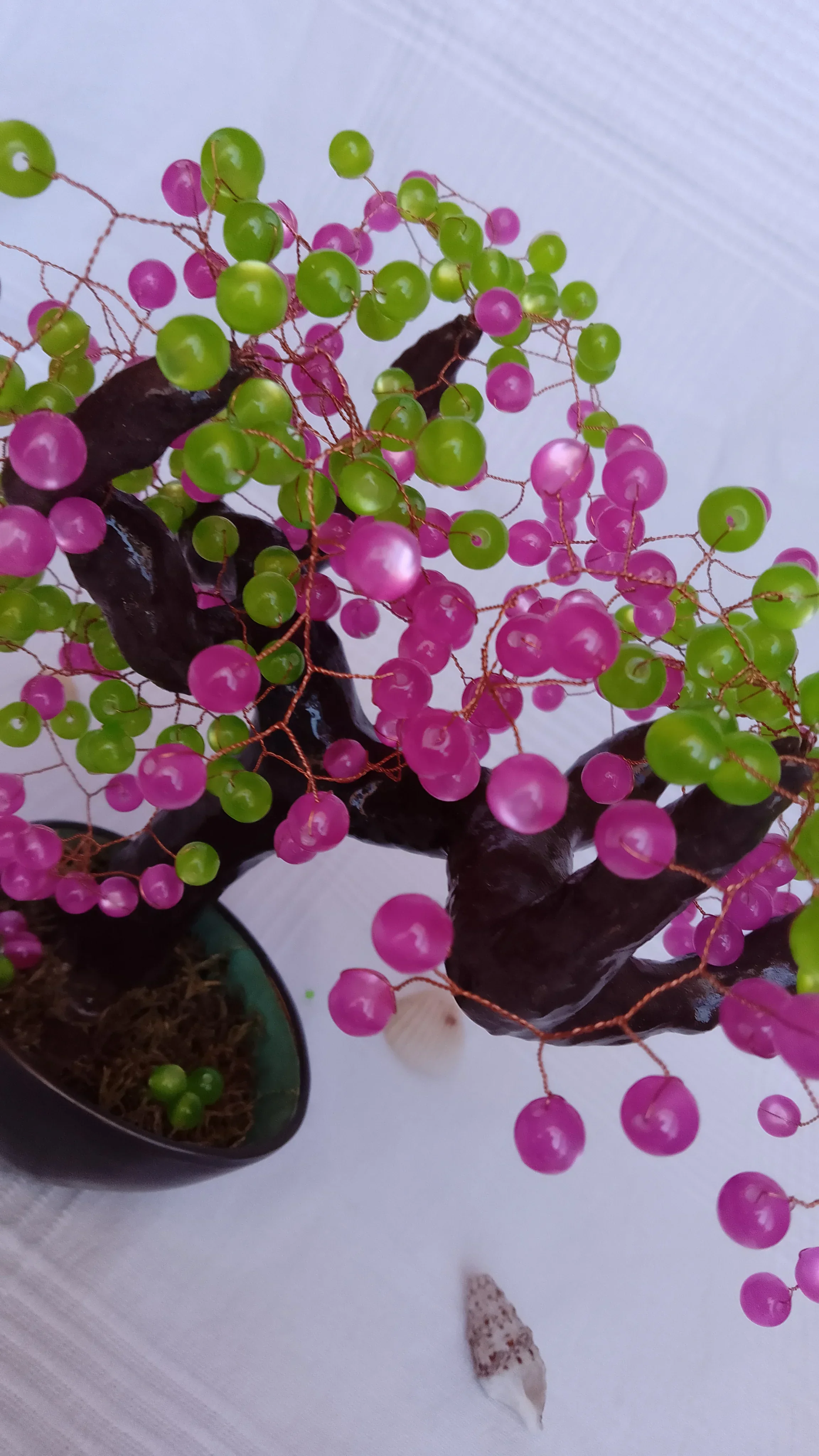 Bonsai Chocolate Fucsia 8