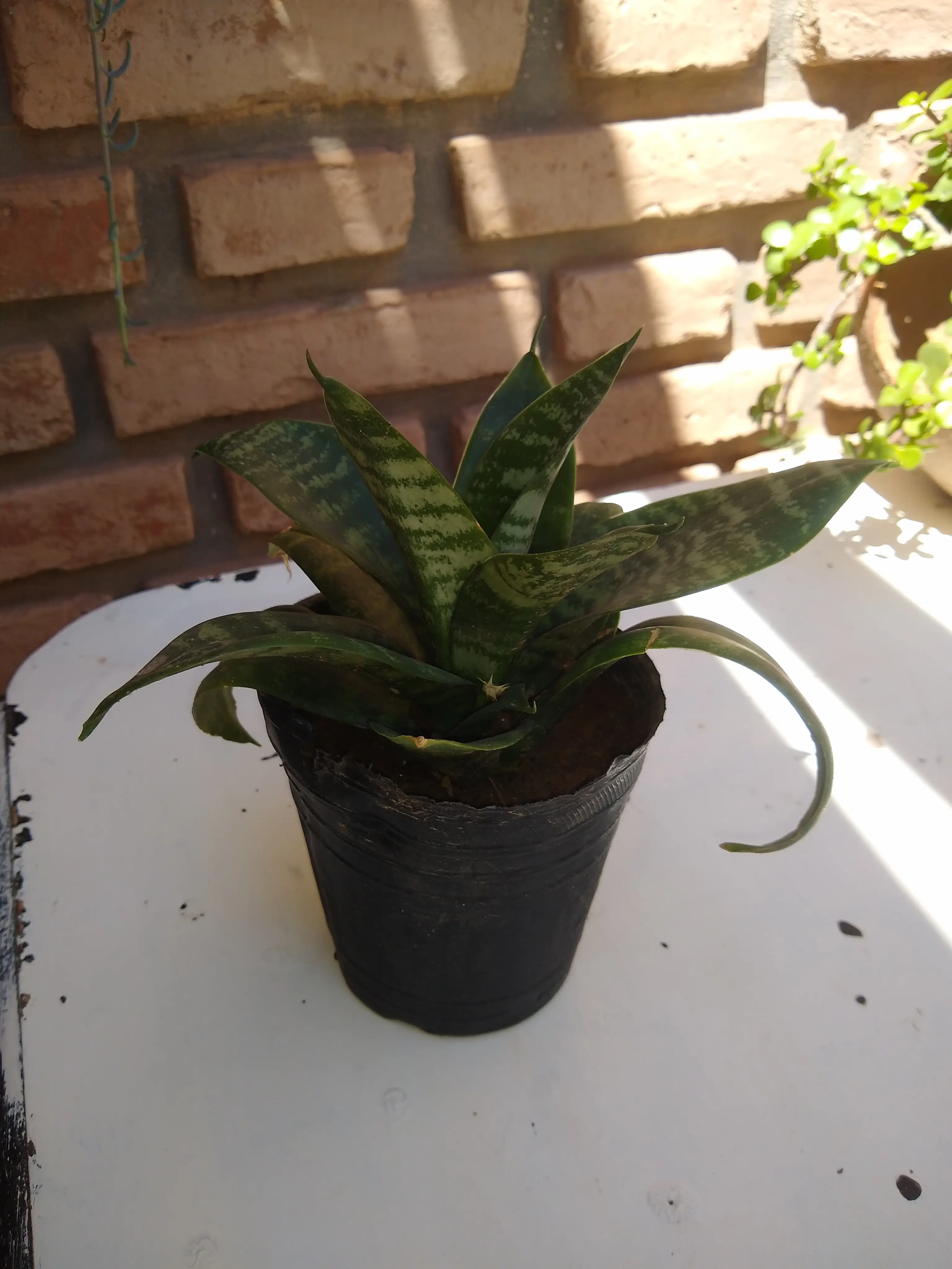 Sansiviera enana.