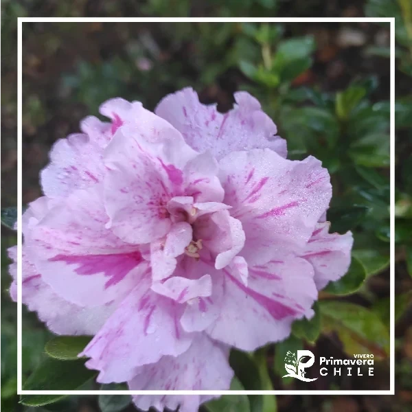 Azalea Elizabeth Jaspeada Fucsia Doble