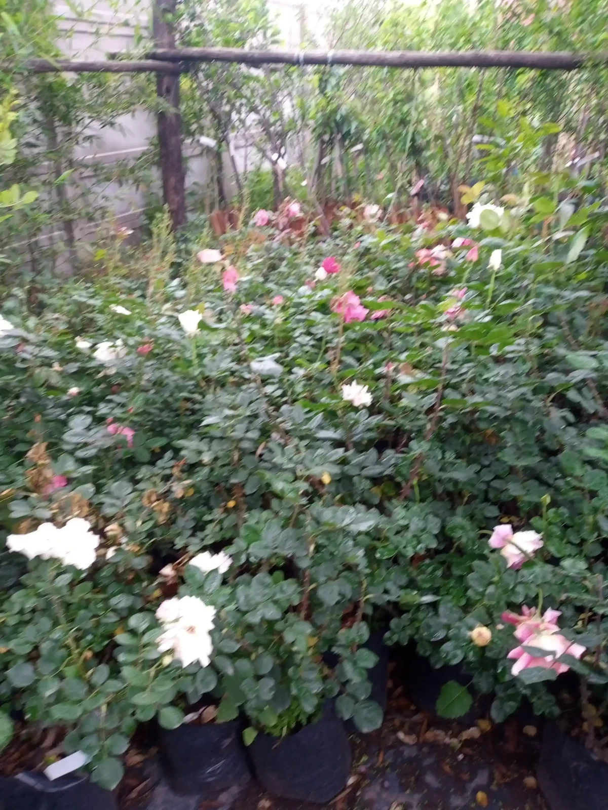Rosas (Roja,blanca,rosada o amarilla) 8