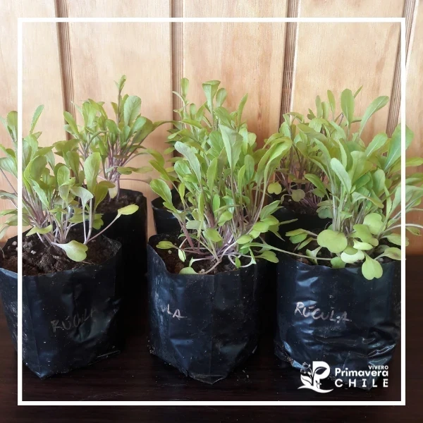 Almacigo Rúcula Cultivada 2